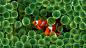 General 1920x1080 fish sea anemones coral clownfish animals wildlife
