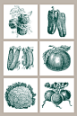 辣椒菜豌豆西红柿花菜萝卜手绘素描矢量图形