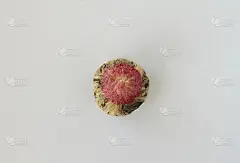 花茶(花茶)