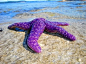 Purple Starfish