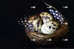 巢 燕窝 Windows壁纸 自由背景 鹌鹑蛋 4K壁纸 有斑点的