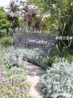 yvonnefeng采集到灰调植物及搭配