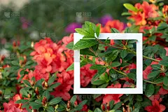 近距离的照片，白色的方形框架上美丽的彩色山茶花生长在温室里