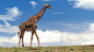 キリン 壁紙 - Giraffe WALLPAPER