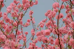 开始期待春天啦～#我的摄影日记 #花 - 抖音