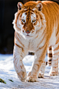 罕见的金虎（golden tabby tiger），是由一对隐性基因造成的颜色突变的孟加拉虎的变种之一