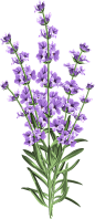 紫色花朵444