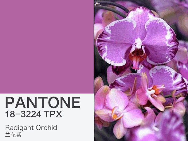 2014年 兰花紫 Pantone编号1...