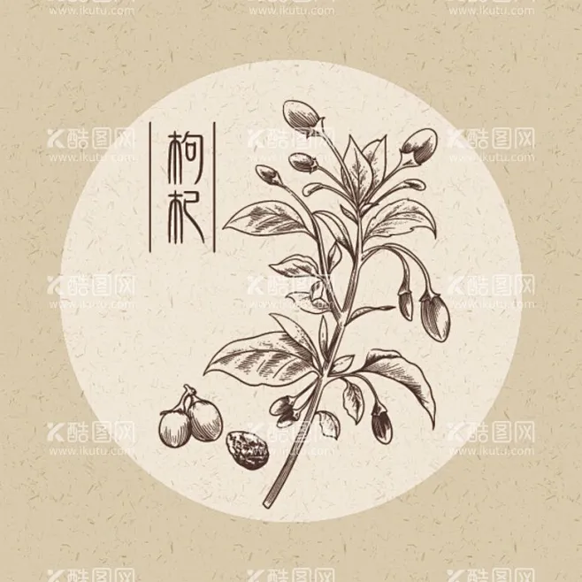 枸杞 - 源文件下载【酷图网】枸杞,枸杞插画,枸杞手绘,枸杞线描,枸杞画,枸杞图-花瓣网