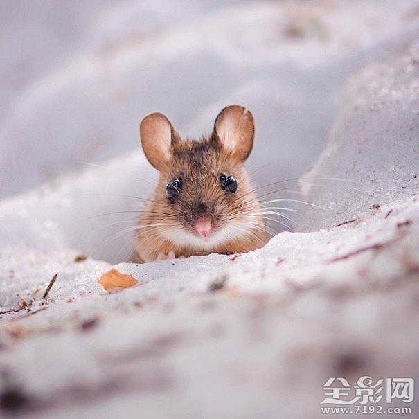 呆萌可爱的动物吃货们——哪拍网