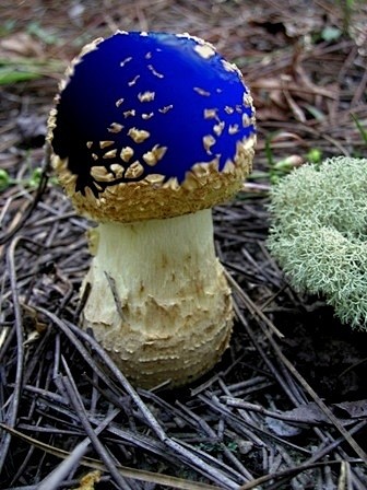 #蘑菇#