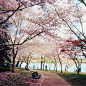 West Potomac Park @ Washington DC