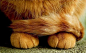 治愈系图片：萌萌的猫爪图片 (6)