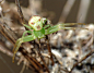 蟹蛛科，Crab Spider (Ebrechtella tricuspidata)