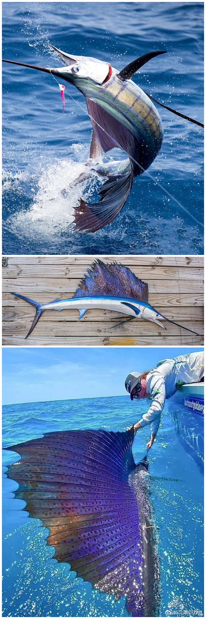 旗鱼（Sailfish），因脊鳍像一面飘...