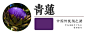 【青莲】
青莲一词多见于佛教记载，多指佛眼，现代很多人认为指的其实是菊科植物洋蓟，花苞绿色如莲花，故名青莲，花紫色。青莲色可能就洋蓟花的颜色。也有可能就是蓝紫色睡莲，因古代紫多指红褐之类的颜色，因此不叫紫莲而叫青莲（可参考天青、燕尾青等青紫色都名青而非紫）。