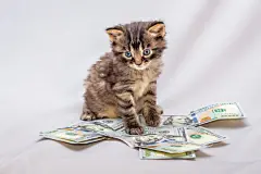 点击来源直接获取大图文件 |一只小猫坐在美元附近。规划成本和采购