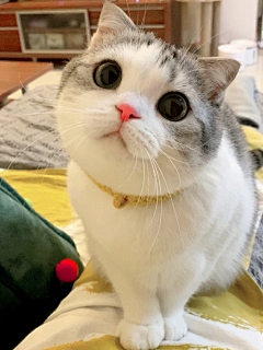 っ萝莉萌主采集到萌宠