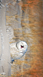 琼斯海滩的雪鸮，纽约长岛 (© Vicki Jauron/Getty Images)

2020-05-03

 11100