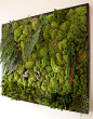 Stabilized plant green wall