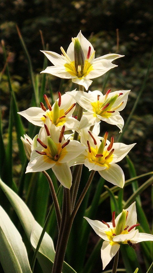 Tulipa turkestanica ...