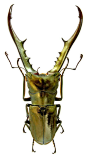 Cyclommatus metallifer Boisduval, 1832: 