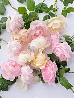 情人节,白色背景,粉色,玫瑰花瓣,分离着色,垂直画幅,美,贺卡,边框,夏天