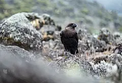 白颈鸦——乞力马扎罗山海拔3900米的火山峭壁上的大鸟。它原产于非洲东部和南部。