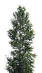 Deciduous Trees (18)