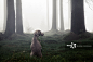 Weimaraner dog on watch in a misty forest_创意图片