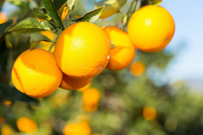 Valencia orange tree...