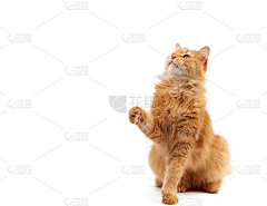 HAHA_GL采集到猫咪