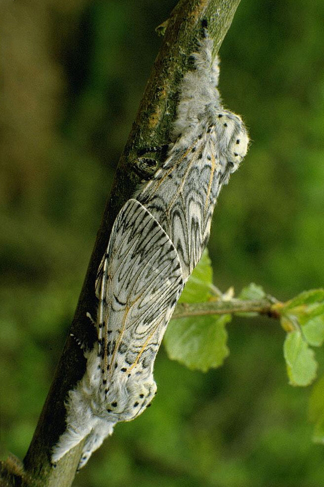 鳞翅目舟蛾科舟蛾