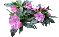 JINGJINGLIU采集到花镜
