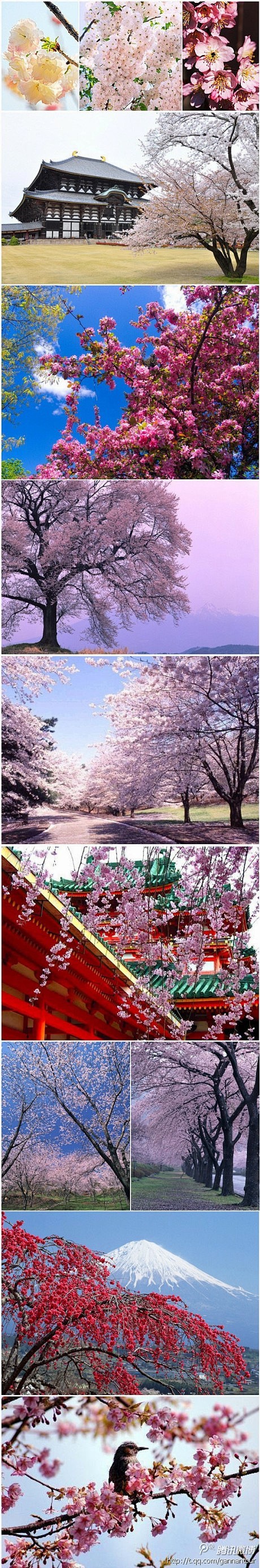 樱花是#日本#的国花，因为它是爱情与希望...
