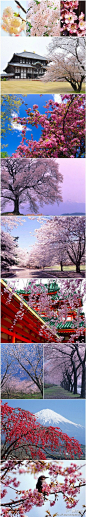 樱花是#日本#的国花，因为它是爱情与希望的象征。樱花热烈、纯洁、高尚，严冬过后是它最先把春天的气息带给日本人民，日本政府把每年的3月15日至4月15日定为“樱花节（祭）”。在这个赏花季节，人们带上亲属，邀上友人，携酒带肴在樱花树下席地而坐，边赏樱、边畅饮，真是人生一大乐趣。