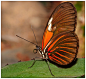 Photograph  Longwing butterfly ... by Lucy Filippini on 500px