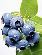 绘画素材1000集日更：新鲜的蓝莓
