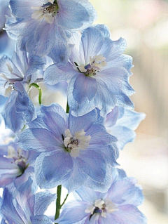 路上妖采集到B……百花集