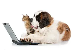 点击来源直接获取大图文件 |圣伯纳犬幼犬与虎斑猫在笔记本电脑前