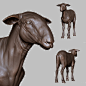 Sheep