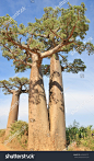 stock-photo-baobab-twin-tree-next-to-the-road-avenue-of-the-baobabs-morondava-madagascar-641890171.jpg (938×1600)