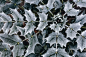 Kaboompics - Detail of leaves covered in frost