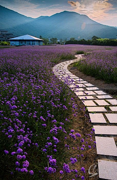 虚胖的二大爷采集到空间——花海