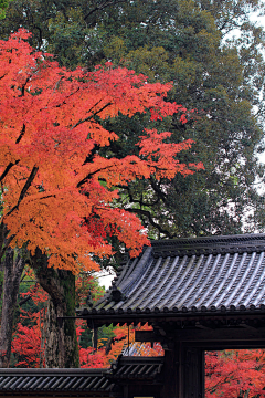 zhouheng采集到中式