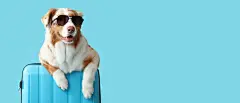 点击来源直接获取大图文件 |Cute Australian shepherd dog with sunglasses and suitcase on blue background with space for text