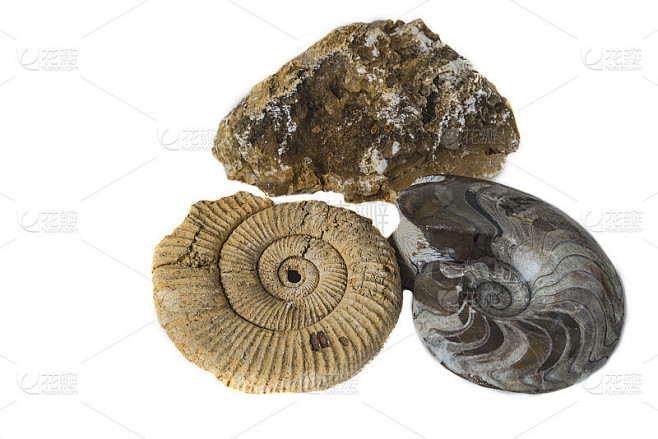 Beautiful fossils