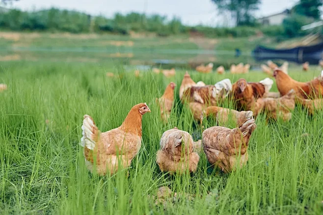 生态养鸡场图片下载-花瓣网