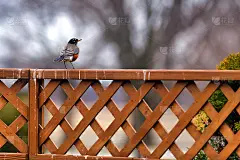 Red-breasted罗宾5136