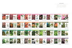 小刘同学612采集到FW｜植物种植